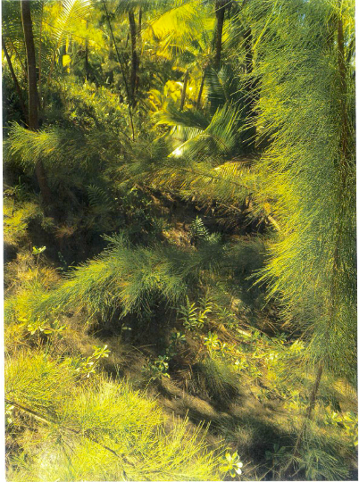 Maite Nukutavake – field view